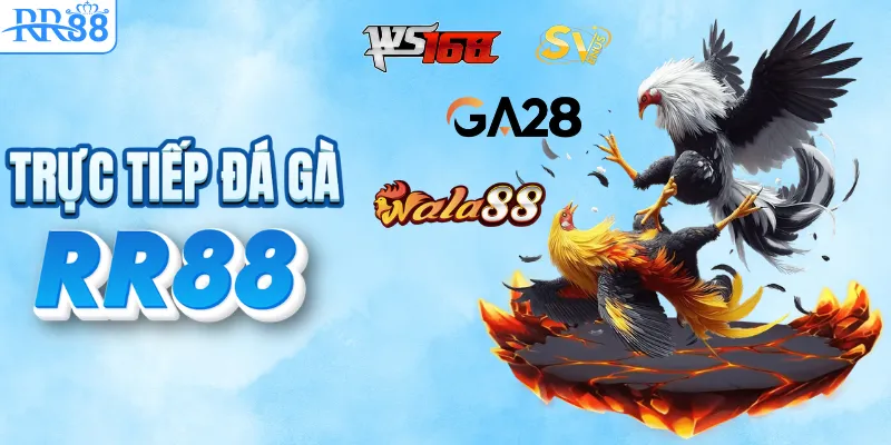 Đá gà lịch thi đấu mới nhất